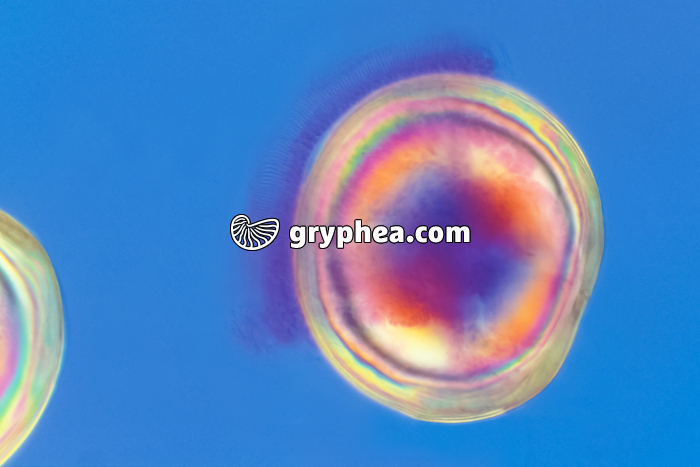 Huitre - Larve ciliée x100 - gryphea.org